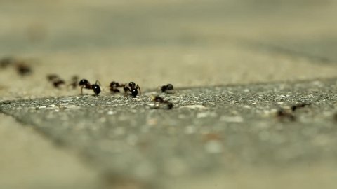 Ants running along the ground, concept of teamwork 