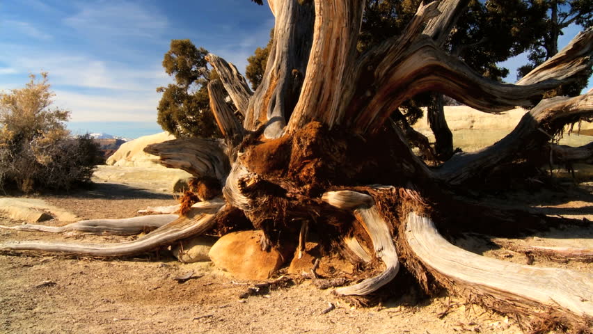 Dead tree, rocks & vegetation in the dry barren wilderness of a desert landscape