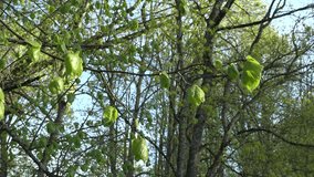 Linden tree branch with young leaves and buds in spring time. Static shot. 4K UHD video clip.