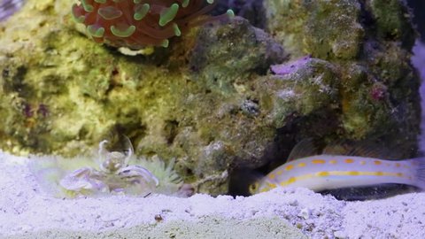 Speckled sandperch, crab and anemones at bottom of marine aquarium.