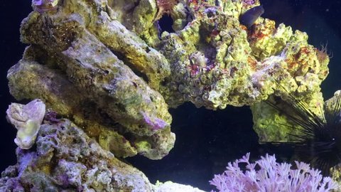 Different fishes and invertebrate animals at coral in marine aquarium.