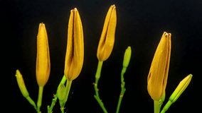 HD macro timelapse video of an orange lily flower growing and blossoming against a black background/Lily Flower Blooming Macro Timelapse