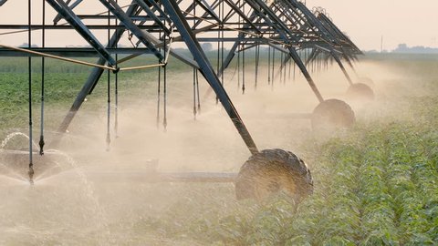 Soybean field with Irrigation system for water supply in sunset, HD footage