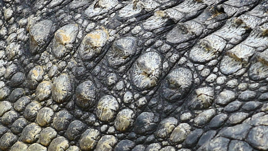 nile crocodile skin