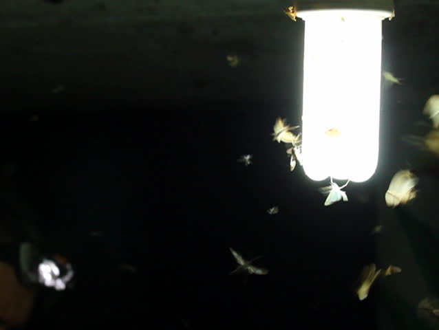 Pictures Of Moths Flying