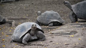 Video of giant tortoises in the Galapagos Islands