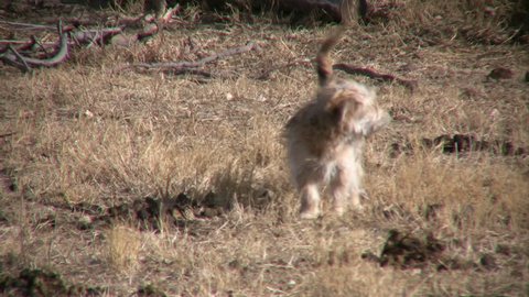 A small mixed-breed dog barks at the camera. Stock Video