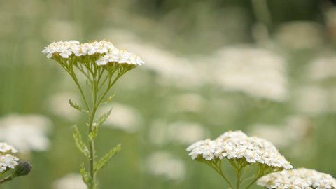 Shallow DOF Achillea millefolium herbal plant outdoor natural slow motion 1080p FullHD footage - Common yarrow in the field slow moving  1920X1080 slow-mo HD video