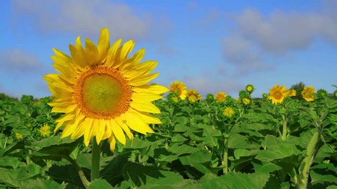 Sunflowers Daisies Flowers Blue Sky Background Stock Footage Video (100