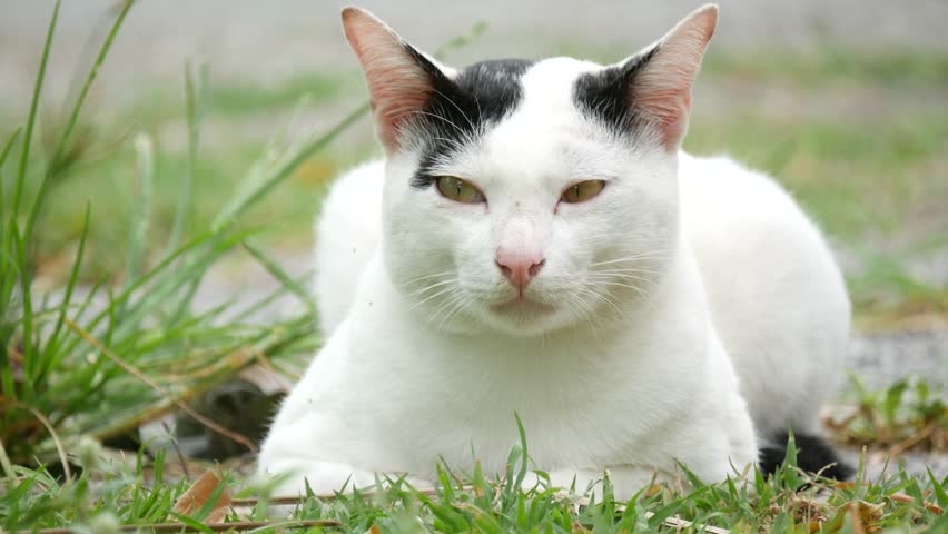 Video Stok White Cat With Small Black 100 Tanpa Royalti 11185013 Shutterstock