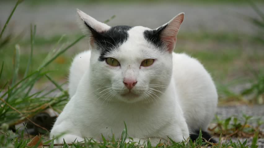 White Cat With Small Black Stock Footage Video 100 Royalty Free 11185016 Shutterstock