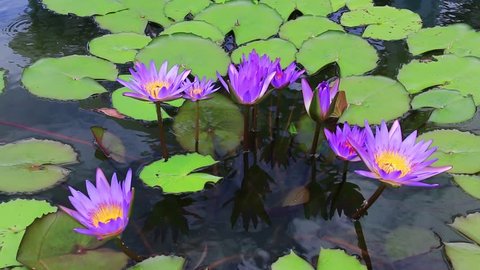 water lily in pond with wind