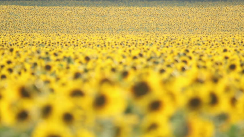 Flowering sunflowers on agriculture field