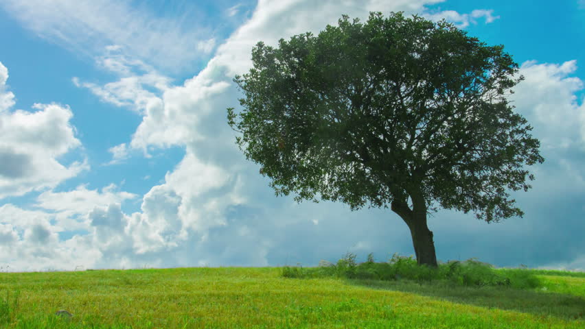 Time-lapse of green tree growing in field under cloudy sky. Weather forecast