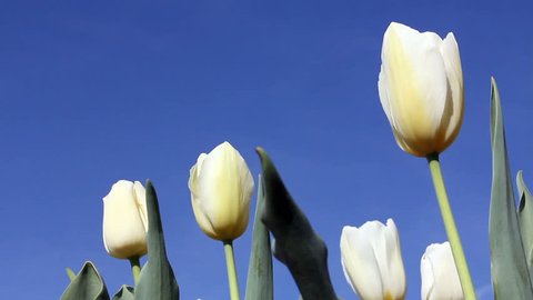 closeup of white tulips in the morning sunshine - hd