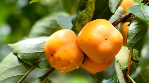 Persimmons on tree. – Video có sẵn