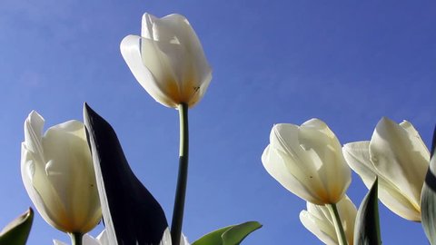 five white tulips against the blue sky - closeup - hd