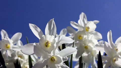 closeup of cluster of white narcissus against the blue sky - hd
