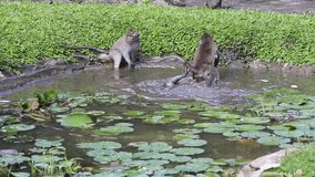 Video 1920x1080 Monkeys bathe and play in a decorative pond on the island of Bali. Sacred Monkey Forest, Ubud, Indonesia