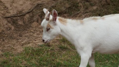 White and black young goat butting