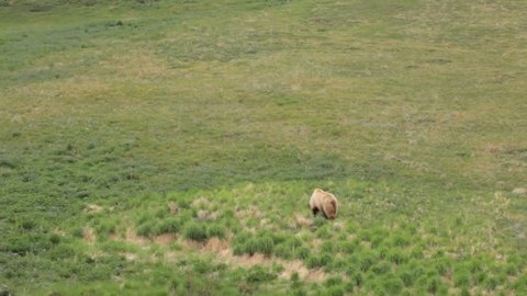 Grizzly bear walking and eating through a large open field.  Extreme wide shot.