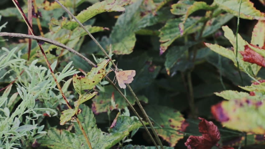 moth sits on a branch close-up