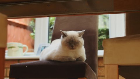 Dolly into seated Alejandro Short hair Cat. Andover, UK. July 2015.