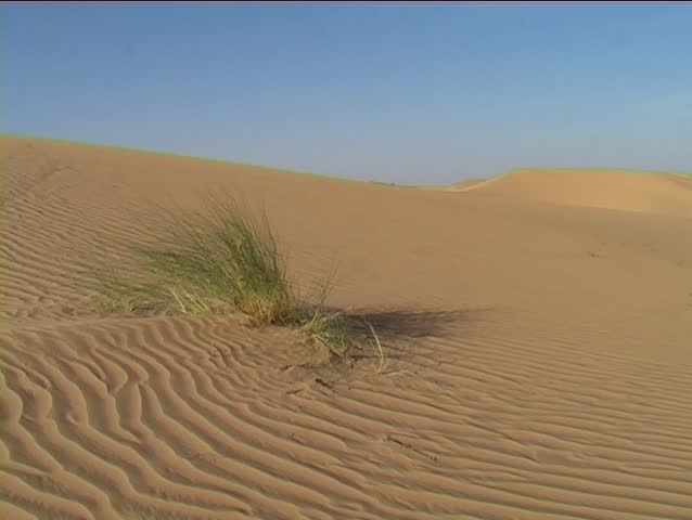 3-shots of grass clumps in the dunes of the Sahara, near Chinguetti, Mauritania