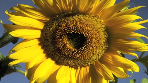 Sunflower opening time lapse over 5 days. The stamens emerge and release the pollen which come out in rings over several days. This is a valuable food plant for bees and beneficial insects. timelapse