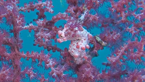 Three Pink Pygmy seahorses on gorgonian coral.