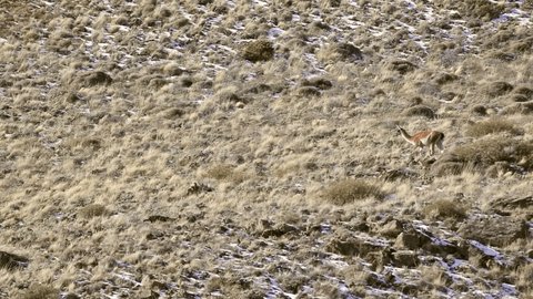 Single guanaco, lama guanicoe at patagonian steppe. Patagonia Argentina