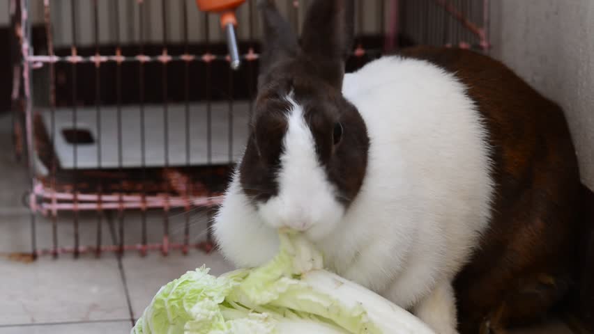 rabbit eating vegetable Royalty-Free Stock Footage #11211155