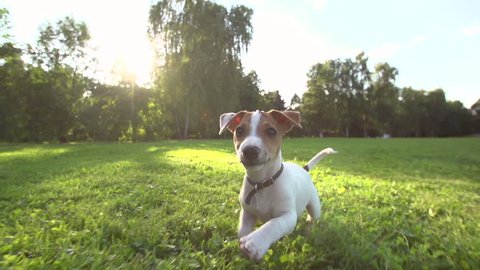 very cute puppy Jack Russell Terrier running around the grass in the Park , slow motion,sunset, wide angle shooting, running at the camera