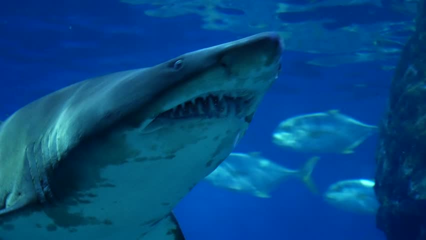 Shark in Aquarium in Thailand
 | Shutterstock HD Video #11212850