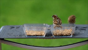 feeding birds in the garden, glass bowl, green background

