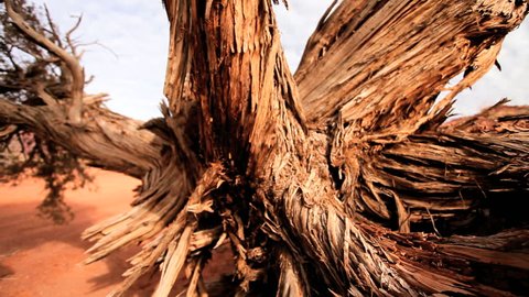 Peeling bark of a dead tree in the desert wilderness of Monument Valley, Arizona