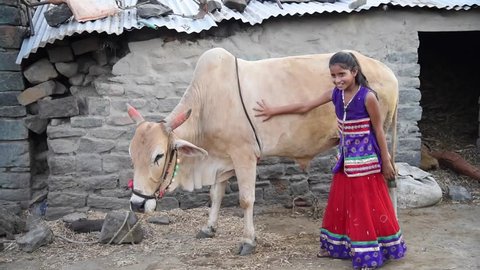 Girl with bull, rural village Salunkwadi, Ambajogai, Beed, Maharashtra, India