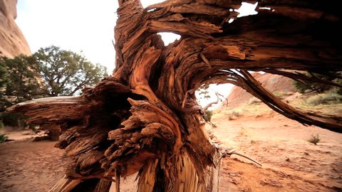Desert beauty of the trunk of a dead tree alongside living green vegetation and large rocks