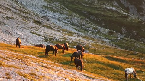 Horses during sunset on Dolomites Mountains