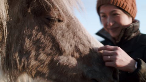 Happy fun chinese tourist travel woman playing with cute Iceland horses