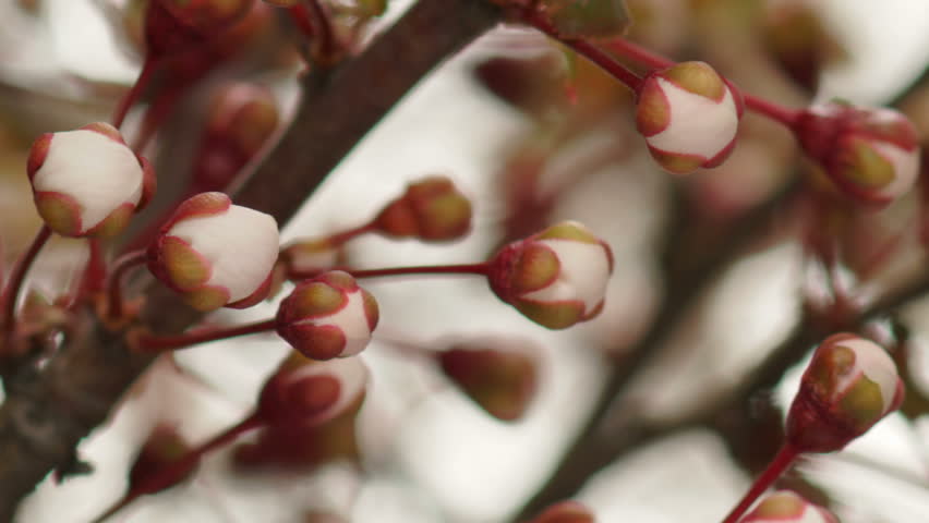 Flowers Blossoms on the Branches Cherry Tree. Timelapse. Royalty-Free Stock Footage #11219192
