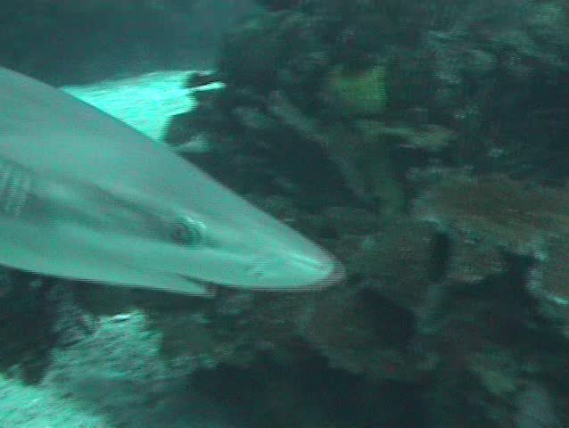 Very close view of a reef shark