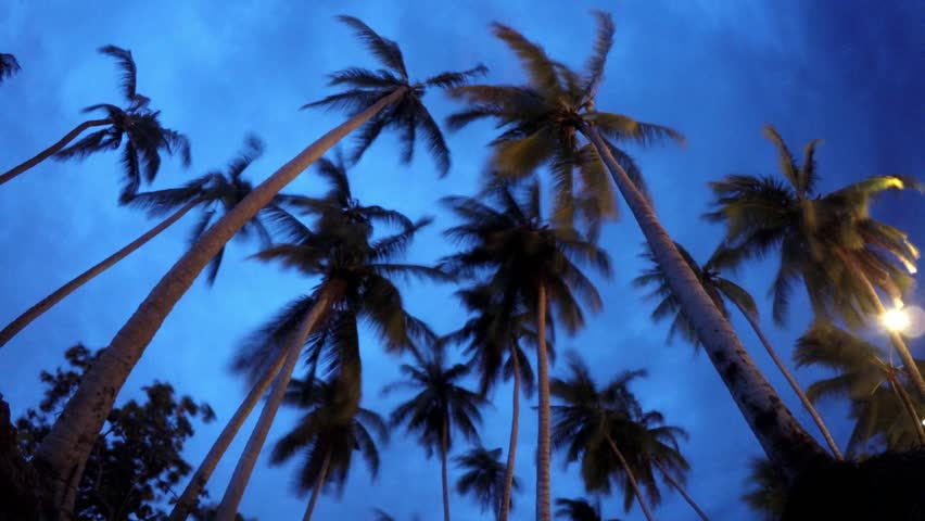 Beautiful Tropical Landscape Palm Stock Footage Video 100 Royalty Free 11221271 Shutterstock