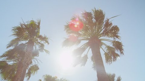 SLOW MOTION: Sun shining through tall palm tree swaying in the wind in beautiful summer