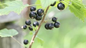 Video Footage Berries Bunches Of Black Currant. Sunny day, gentle breeze