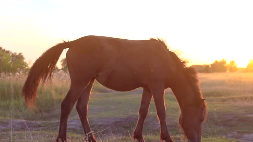 Pony horse grazing outdoors over sunset. Meadow. Slow motion 240 fps. High speed camera. HD 1080p | Shutterstock HD Video #11226110