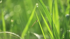 Clip video of dragon fly, closed up on rice plant in the early morning.