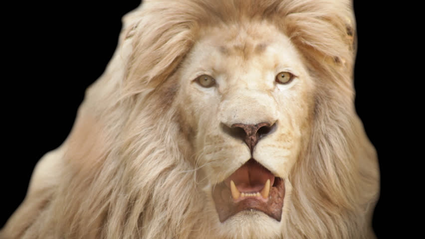 White Lion On a Black Stock Footage Video (100% Royalty-free) 11226557 | Shutterstock