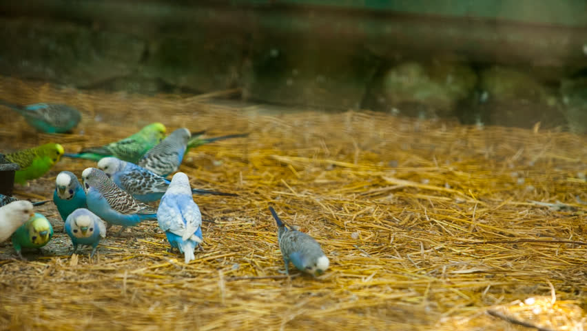 lots of colorful budgies peck feed