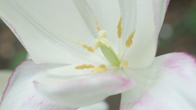 White Tulipa Purissima flower bud on the wind 4K 2160p UltraHD footage - White  Fosteriana  tulip petals outdoor lighted 4K 3840X2160 UHD video